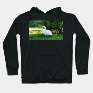 Graceful Swan Standing Under a Tree Hoodie